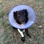 cone of shame, puppy, animal-2093433.jpg